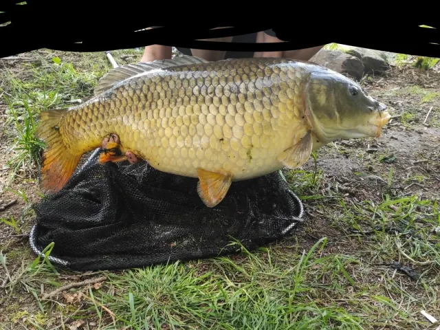 Karpfen