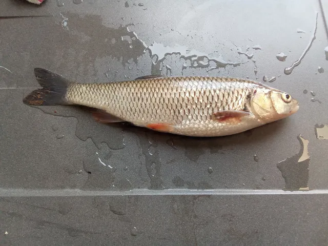 Döbel