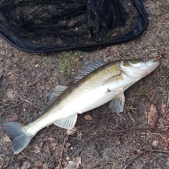 Zander