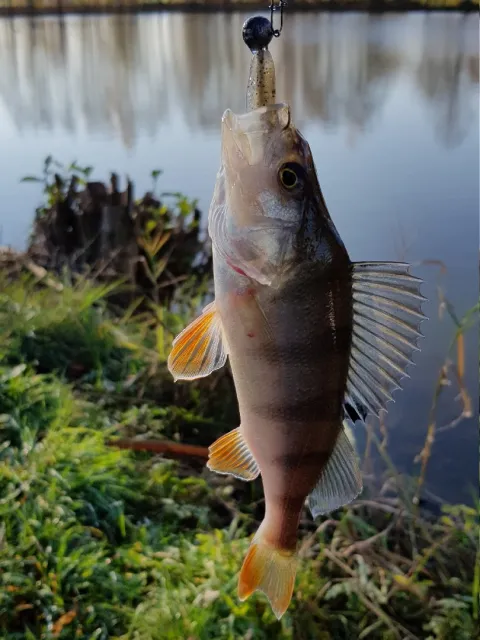 Flussbarsch