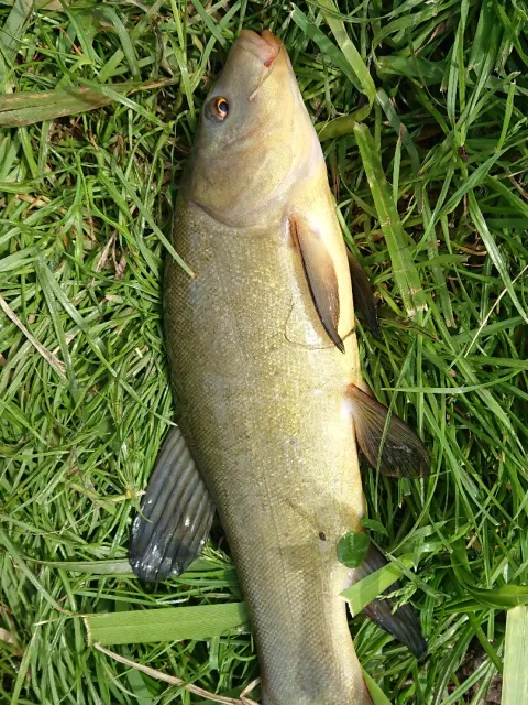 Schleie