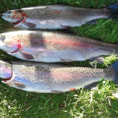 Regenbogenforelle