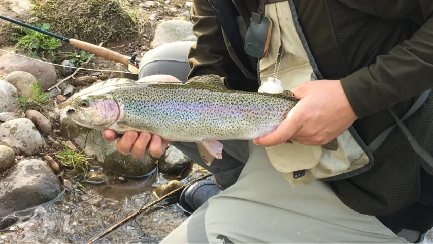 Regenbogenforelle