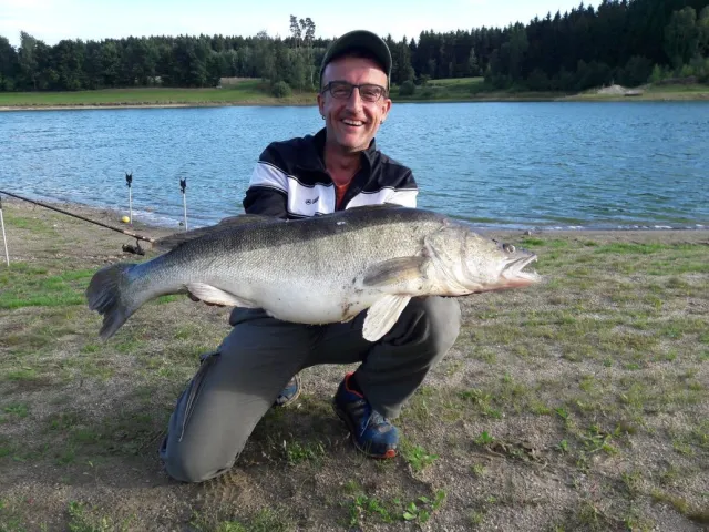 Zander