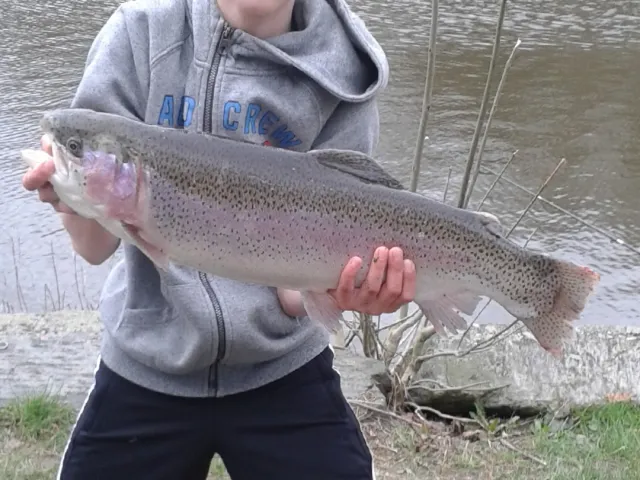 Regenbogenforelle