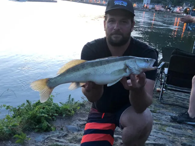 Zander
