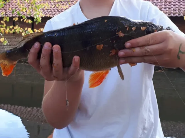 Flussbarsch