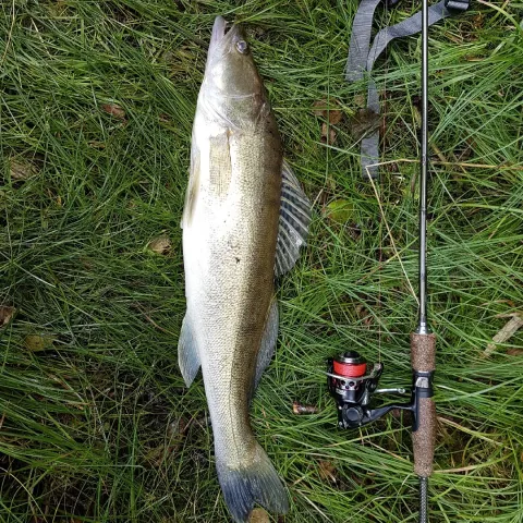 Zander
