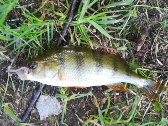 Flussbarsch