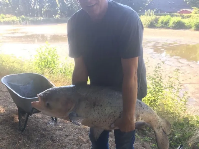 Marmorkarpfen