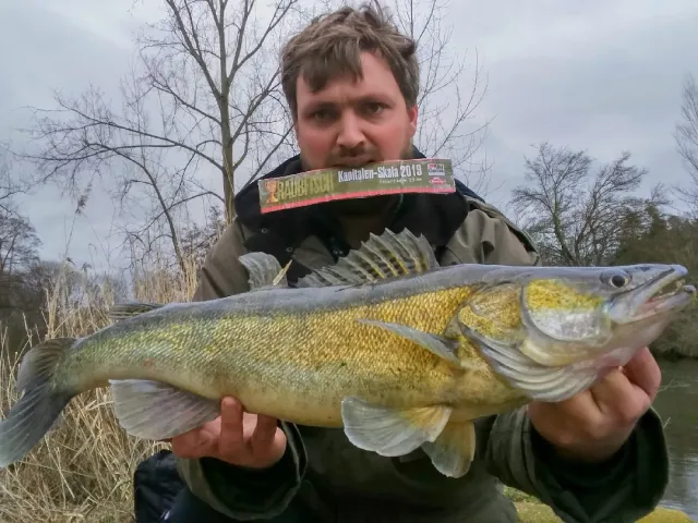 Zander