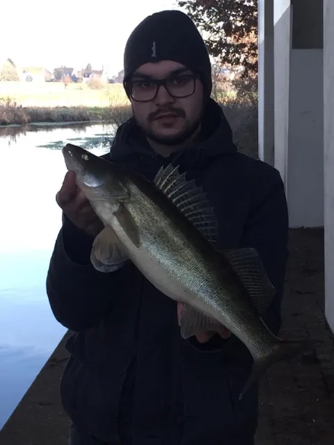 Zander
