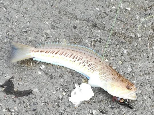 Petermännchen