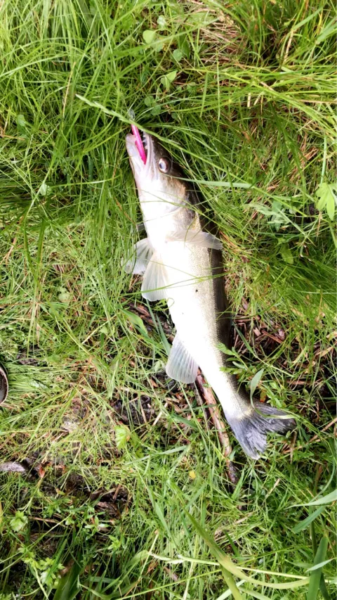 Zander