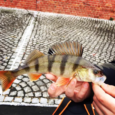 Flussbarsch