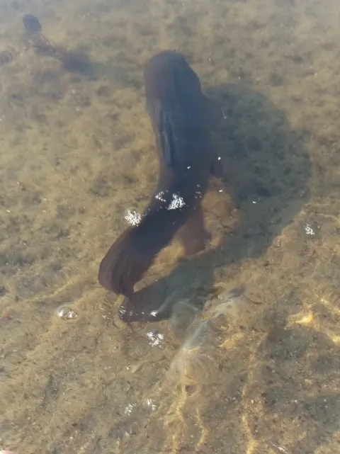 Schleie