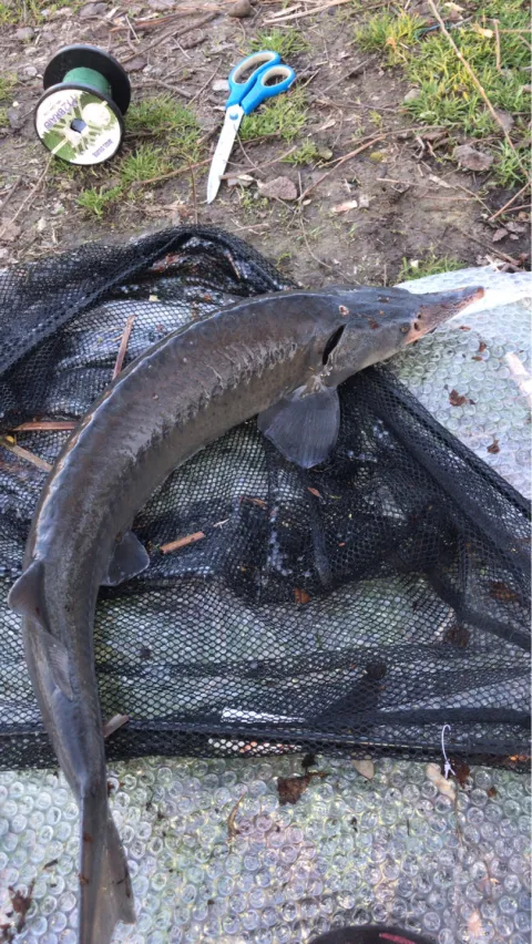 Stör