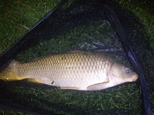 Karpfen