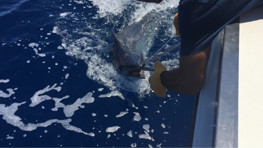 Marlin