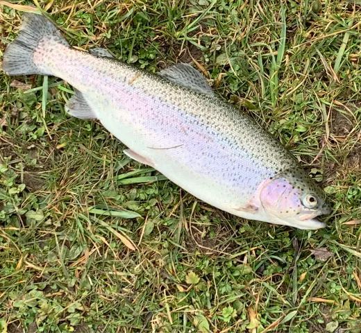 Regenbogenforelle