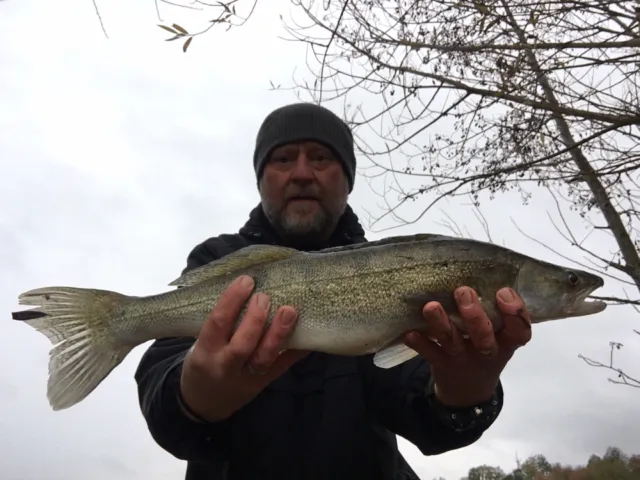 Zander