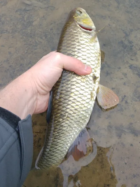 Döbel