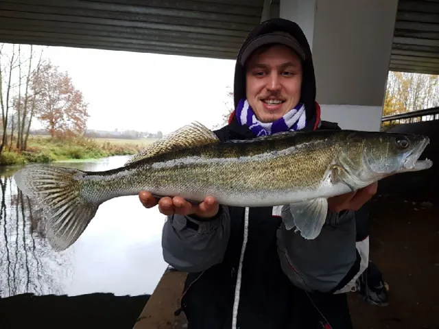 Zander