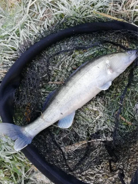 Zander