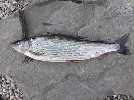 Äsche