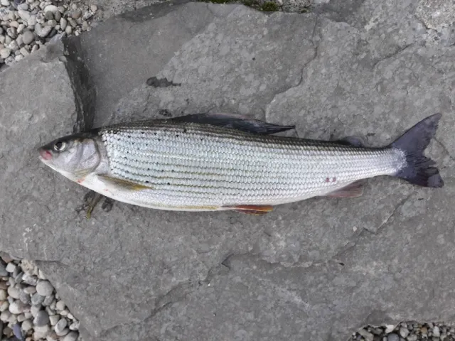 Äsche