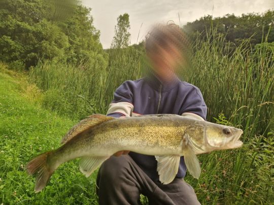 Zander