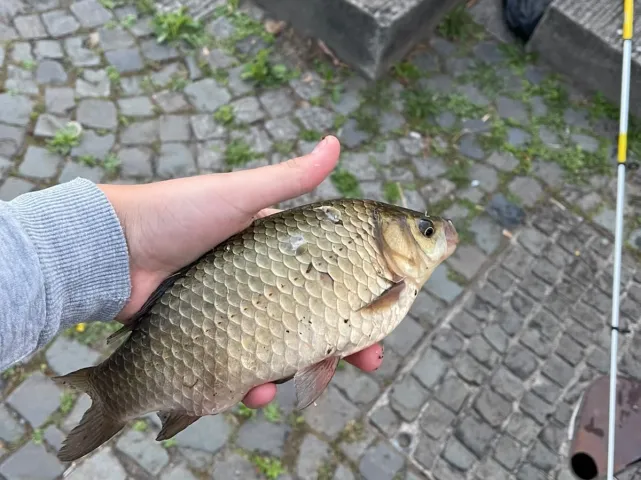 Karpfen