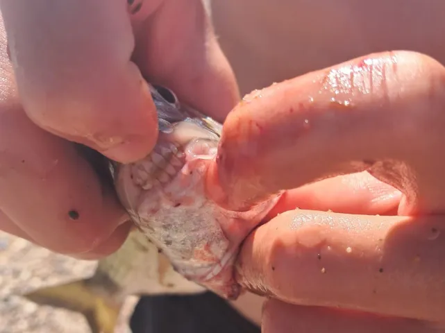 Dorade