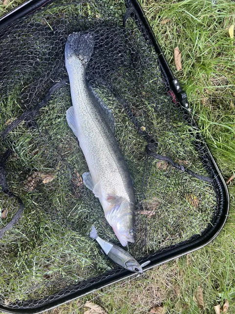 Zander
