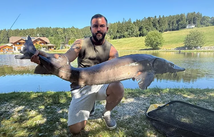 Stör