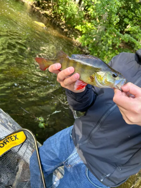 Flussbarsch