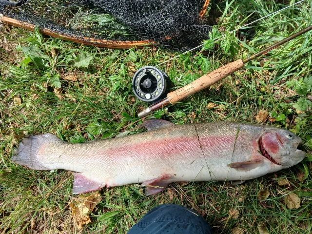 Regenbogenforelle