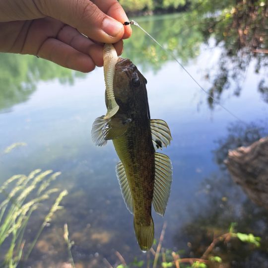 Kessler-Grundel