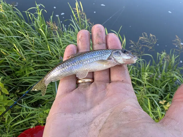 Gründling