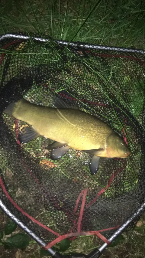 Schleie