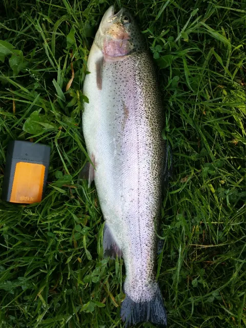 Regenbogenforelle