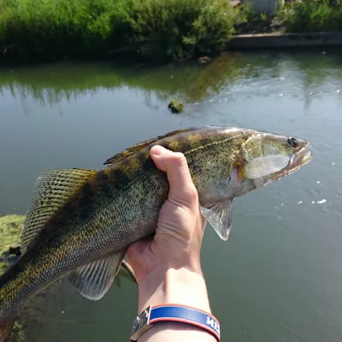 Zander