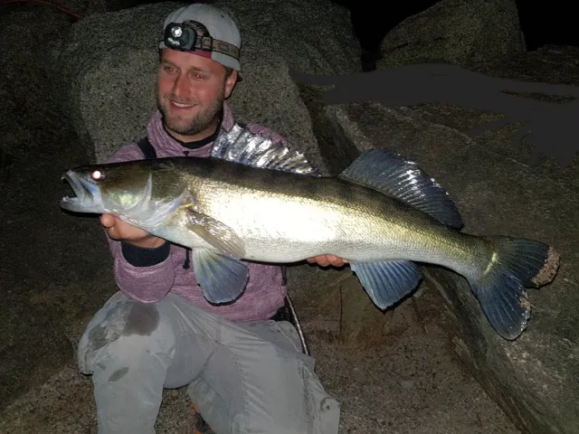 Zander