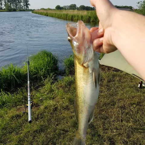 Zander