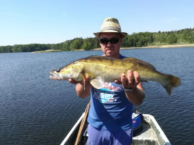 Zander