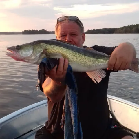 Zander