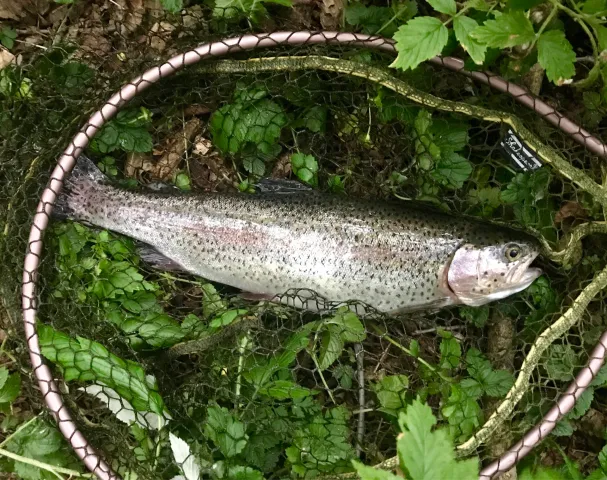 Regenbogenforelle