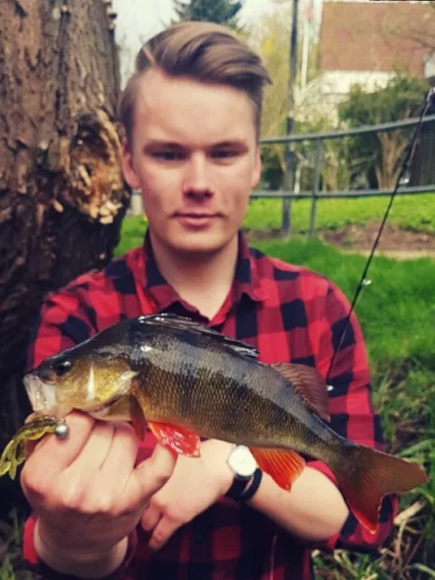 Flussbarsch