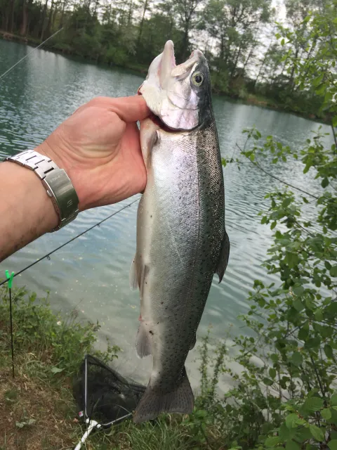 Regenbogenforelle