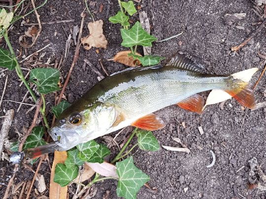 Flussbarsch